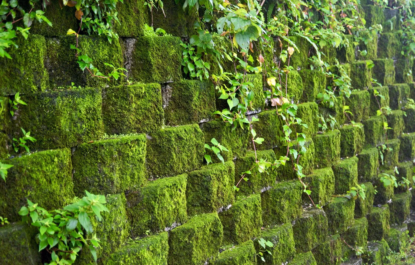 Photo wallpaper STONES, GREENS, MOSS, WALL, MASONRY, WALL