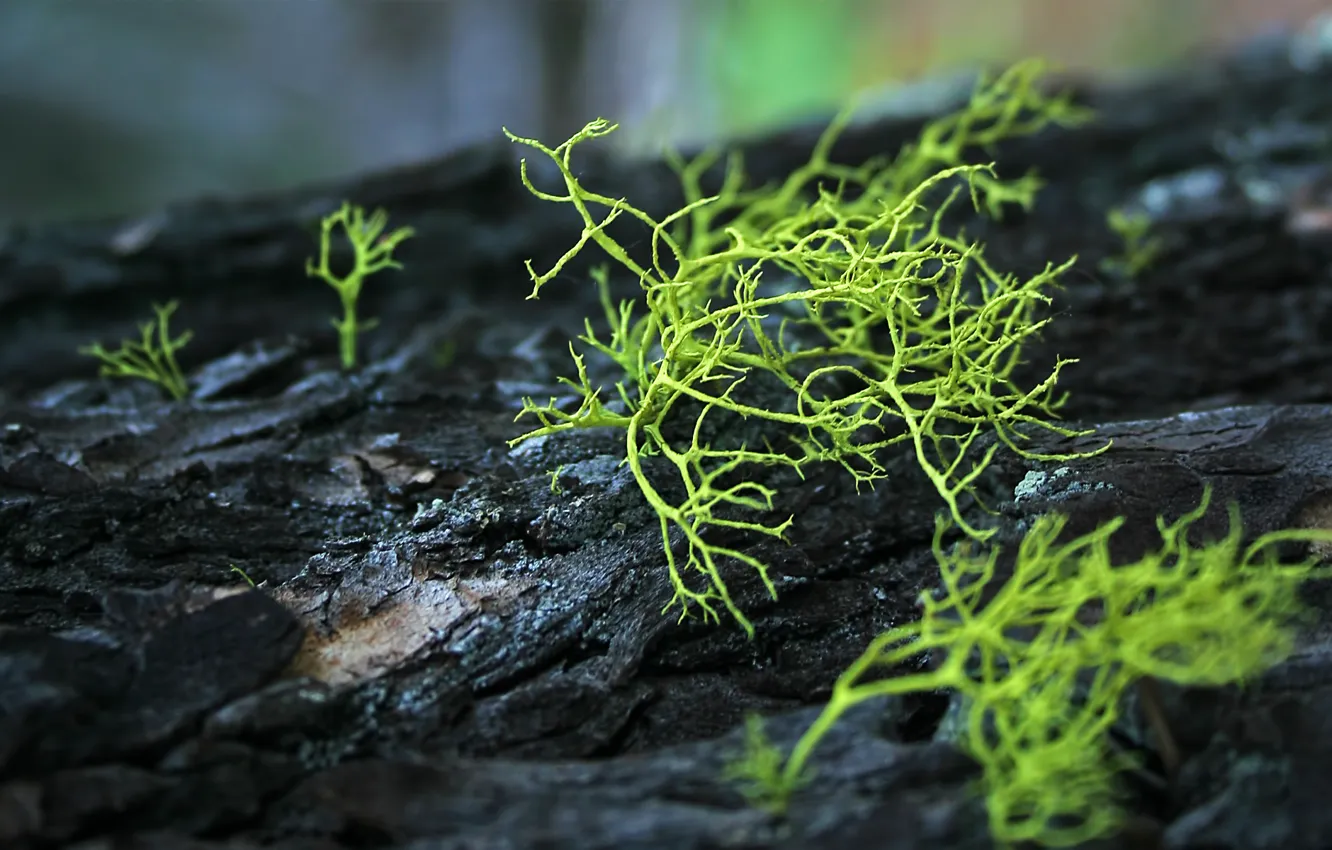 Photo wallpaper moss, trunk, bark, kind