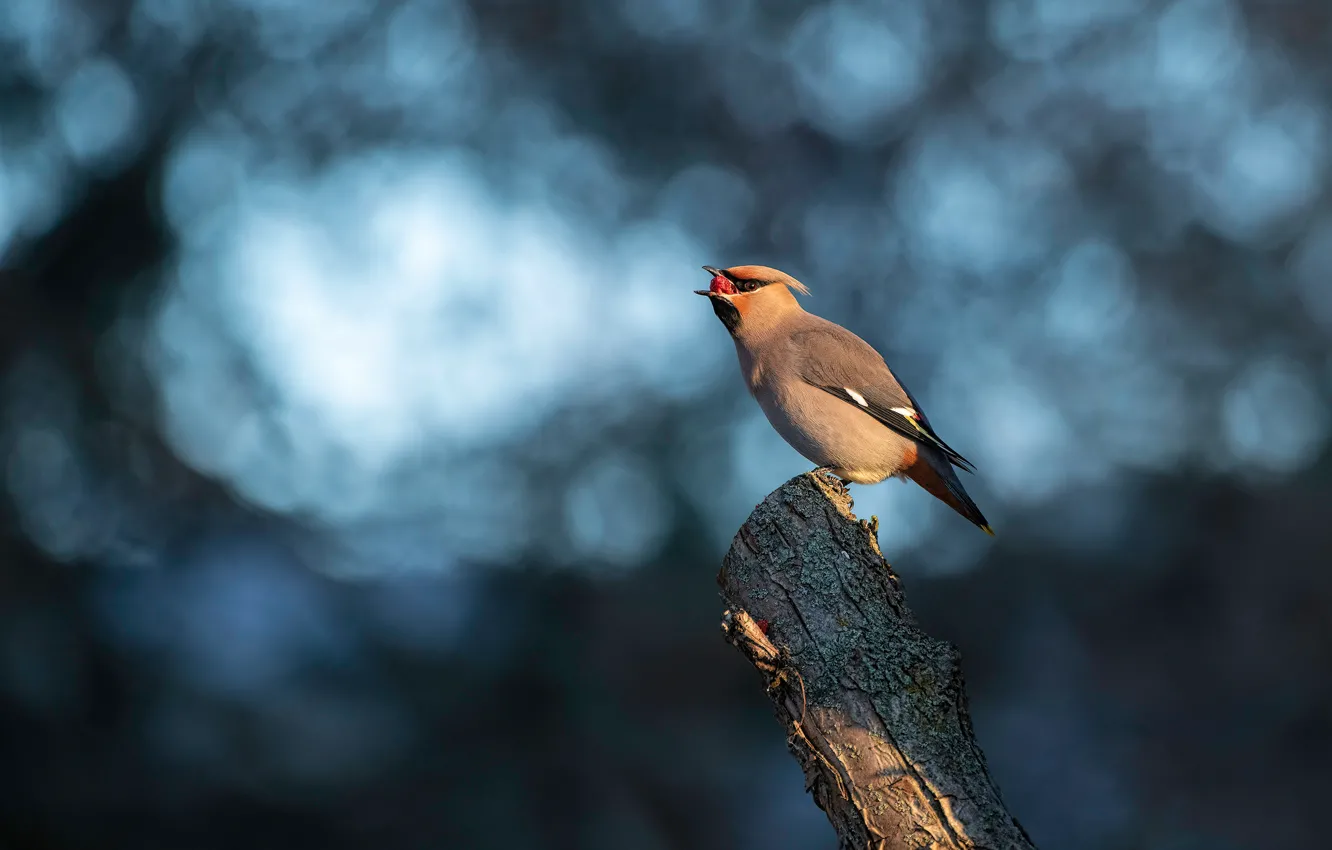 Photo wallpaper background, bird, blue background, bitches, lunch, bokeh, columns, the Waxwing