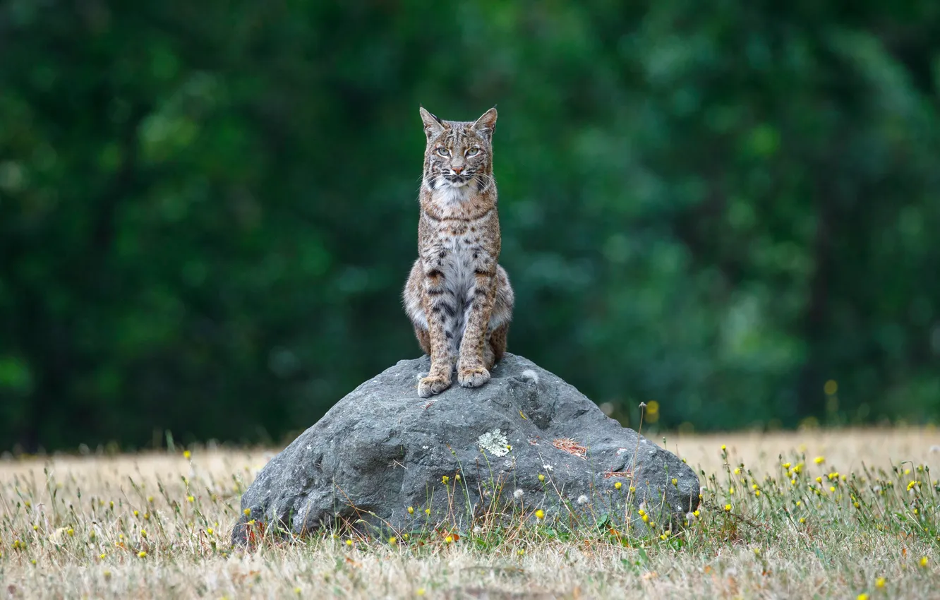 Photo wallpaper grass, look, nature, pose, green, background, stone, lynx