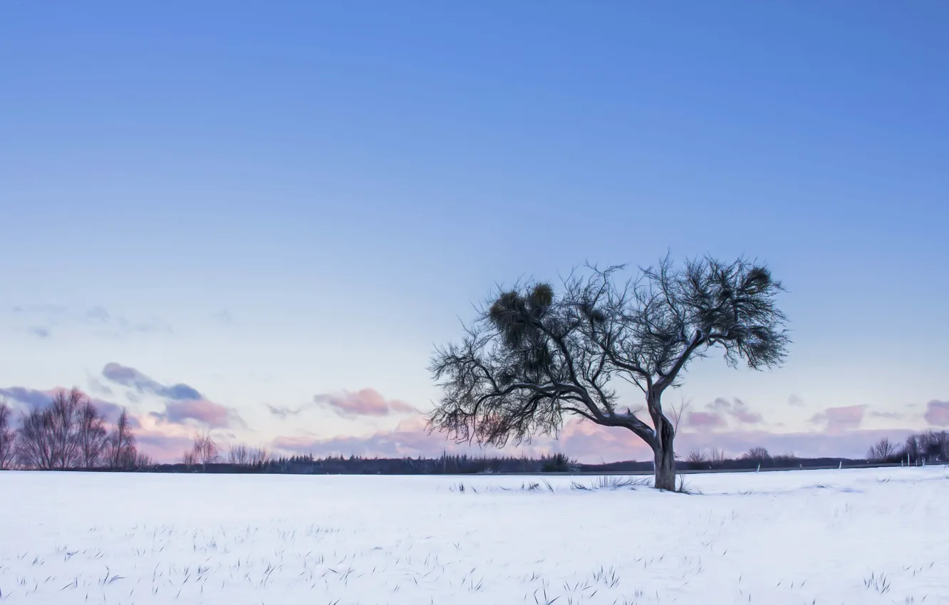 Photo wallpaper twilight, winter, snow, tree