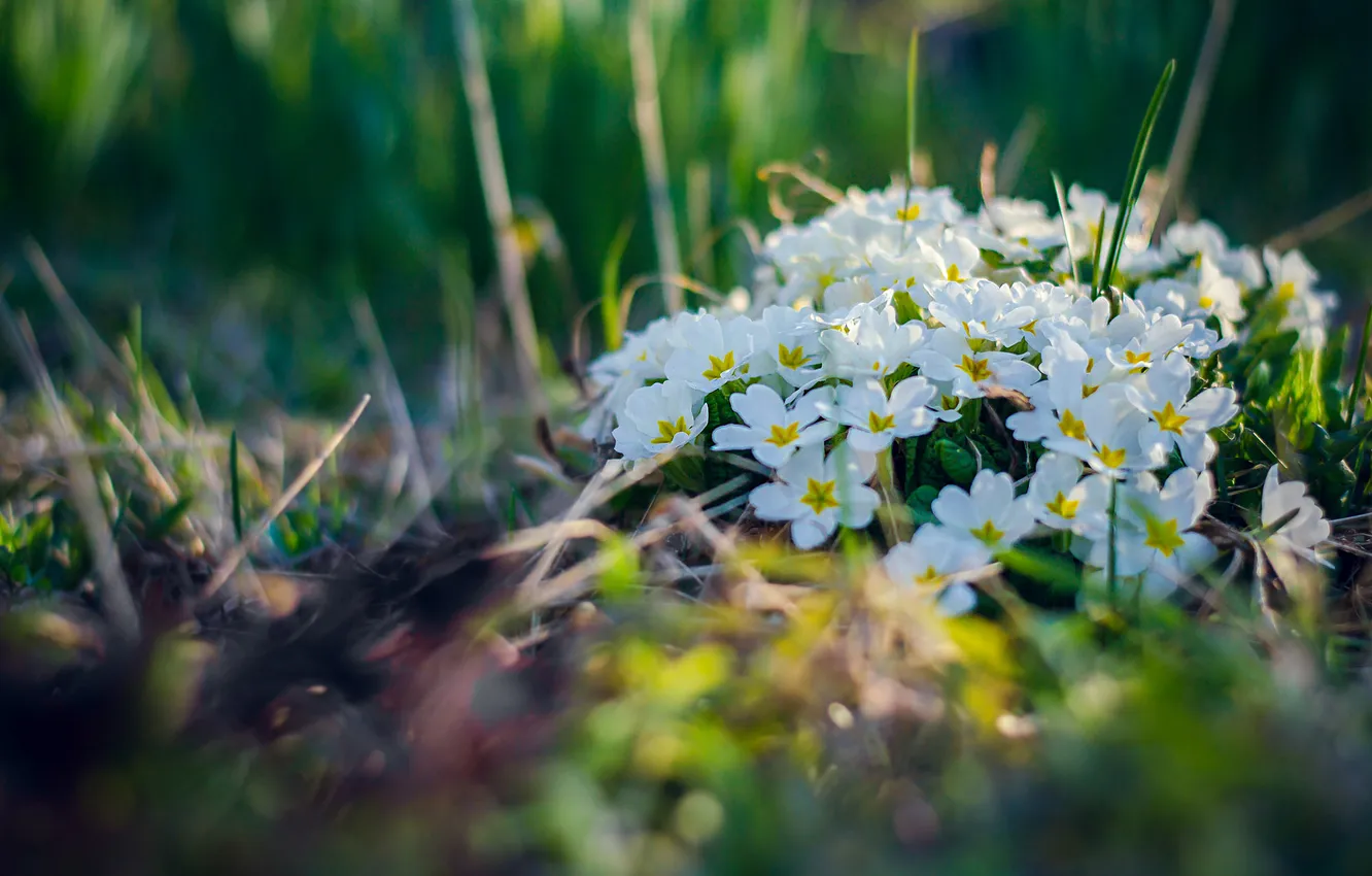 Photo wallpaper flowers, spring, white, Primula