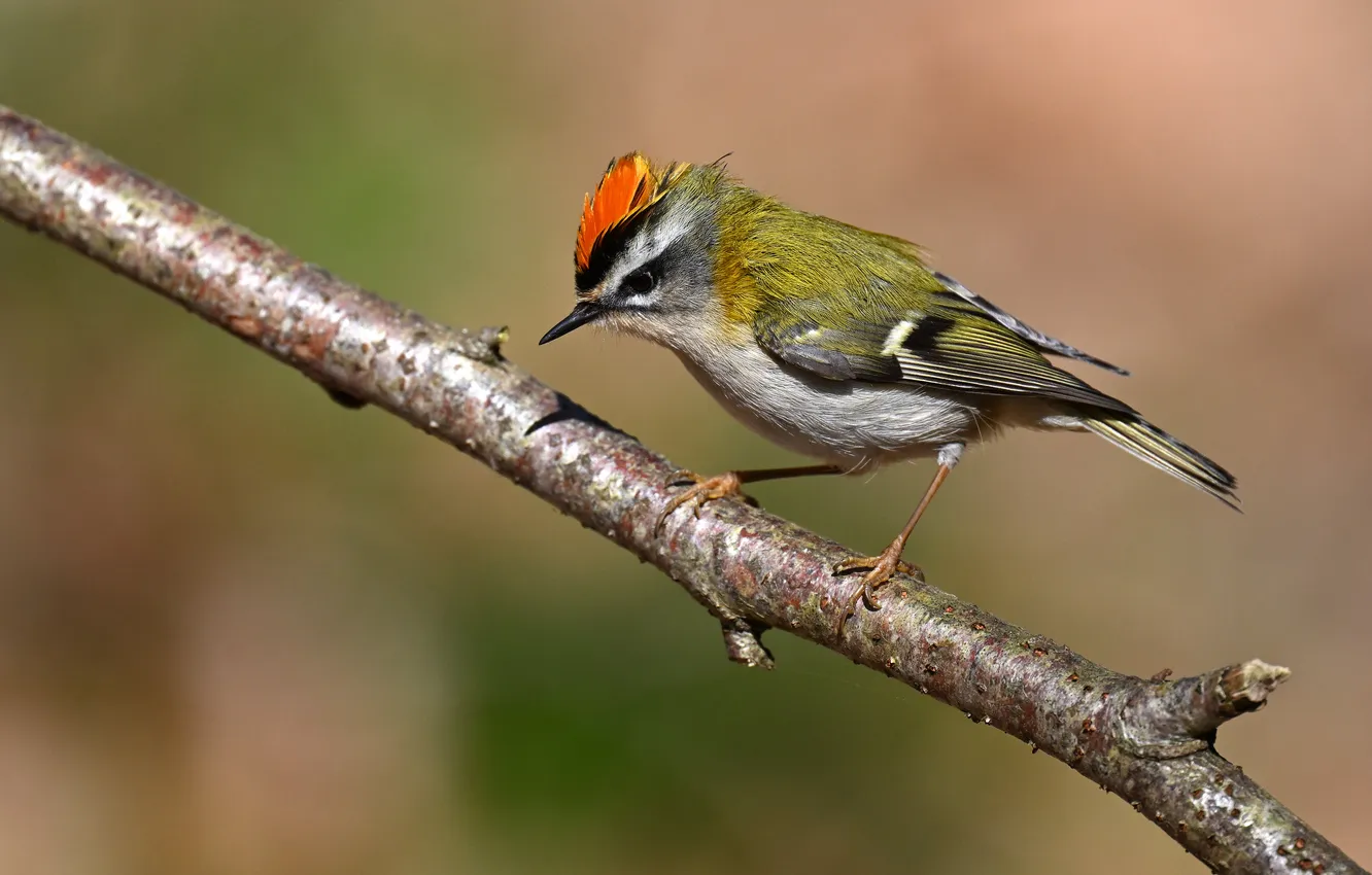Photo wallpaper branches, bird, common firecrest