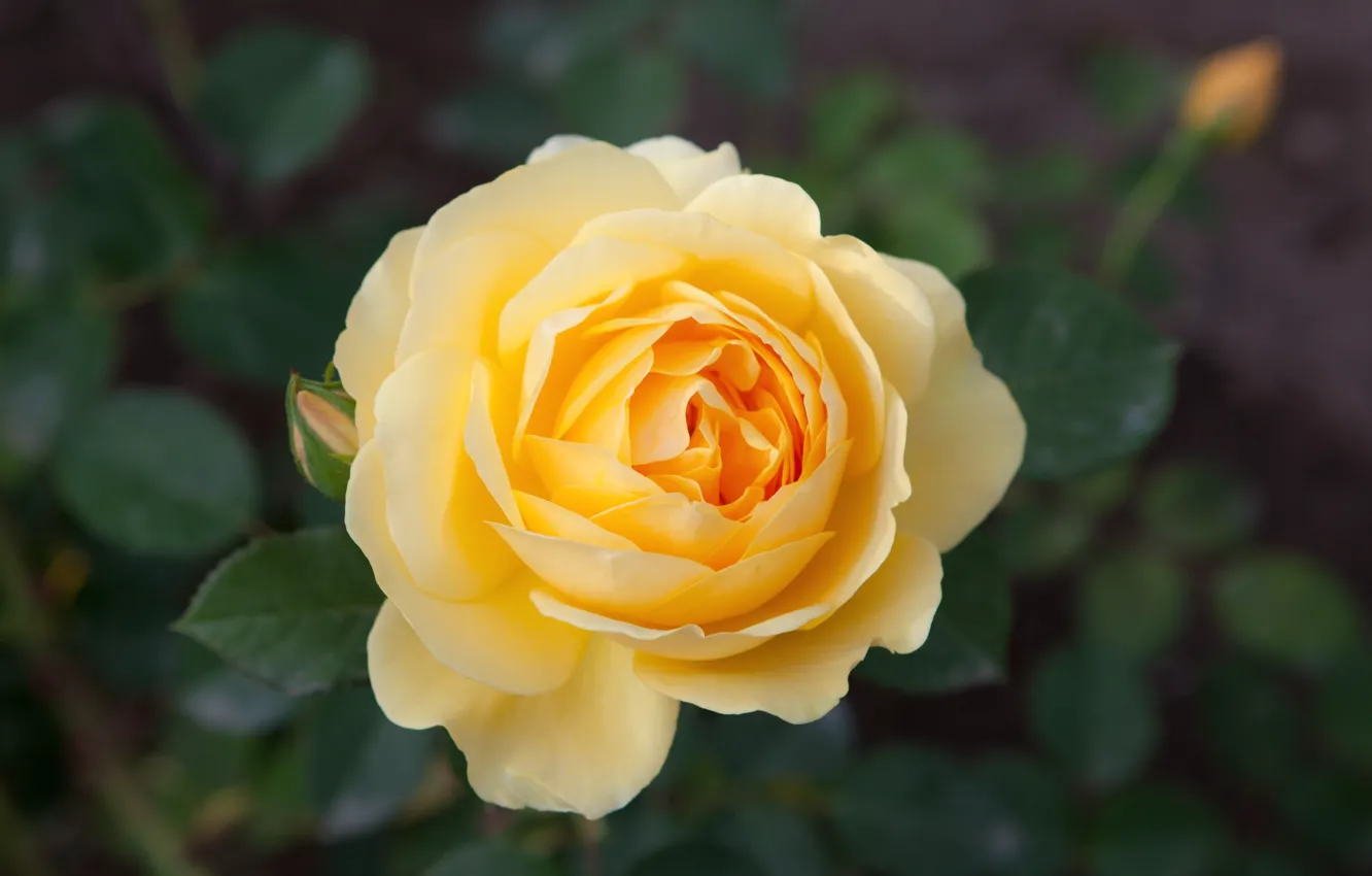Photo wallpaper flowers, background, yellow rose