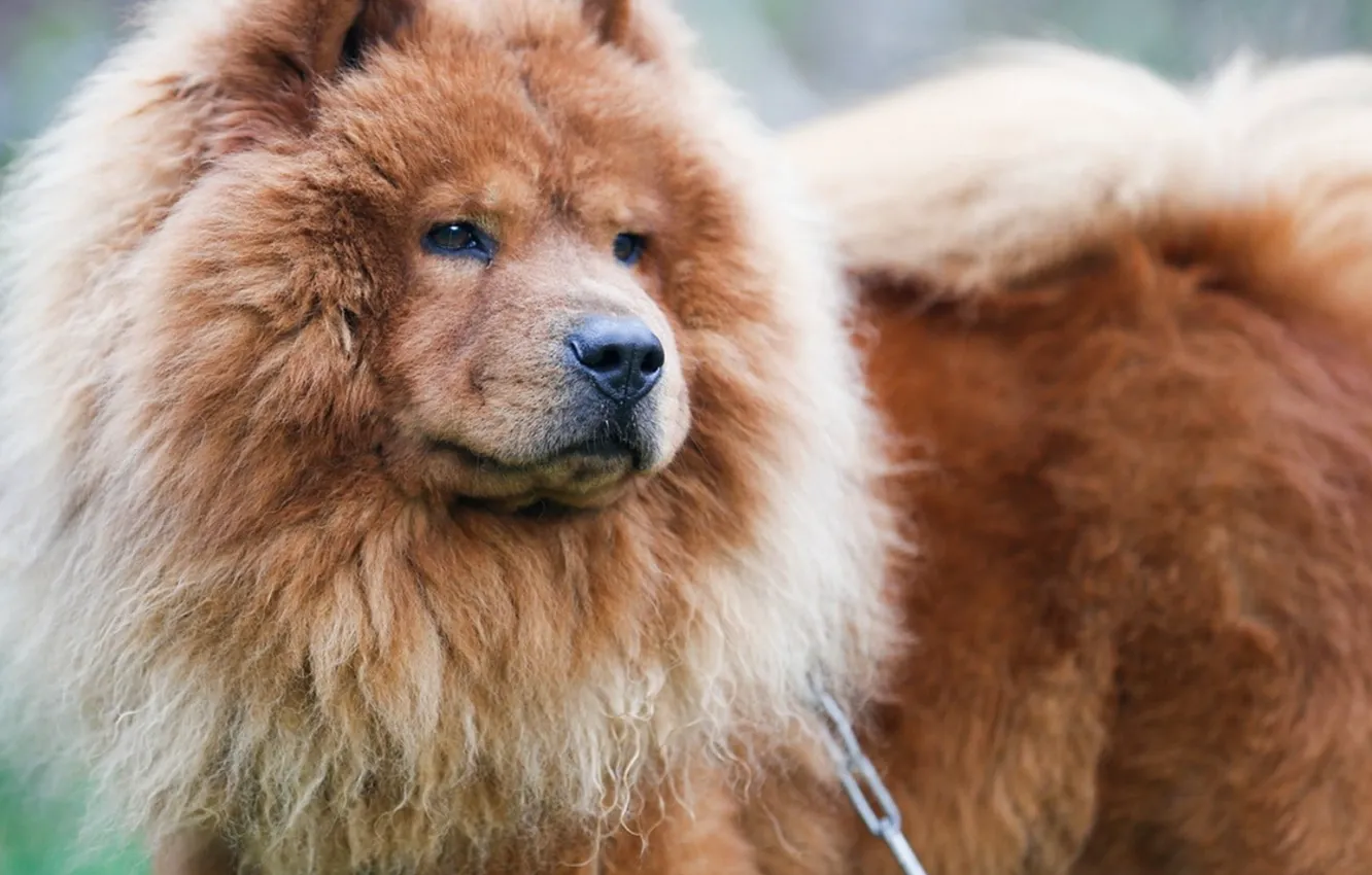 Photo wallpaper animals, dog, mammal, animal themes, one animal, adult chow chow