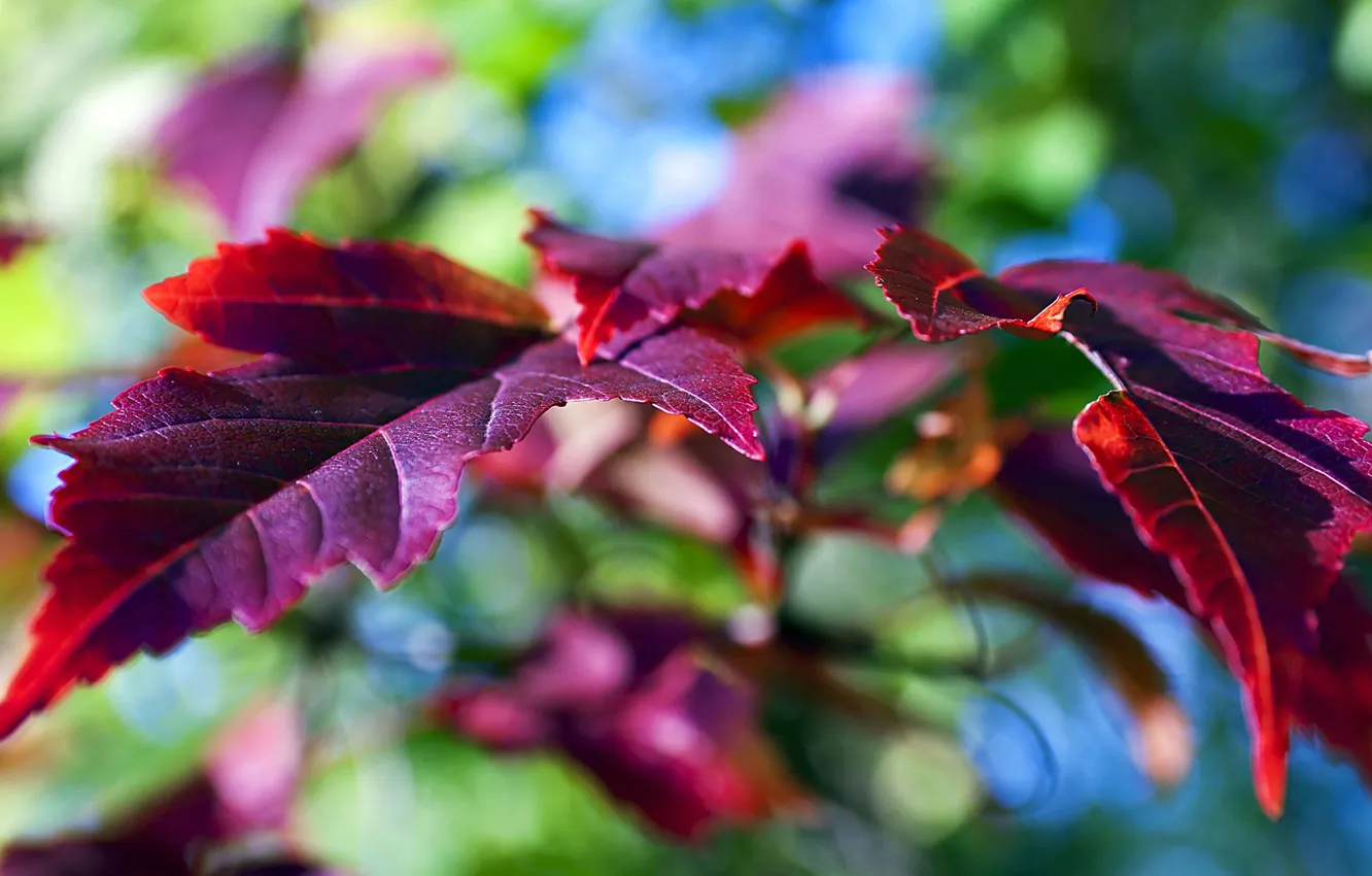 Photo wallpaper wallpaper, autumn, leaves