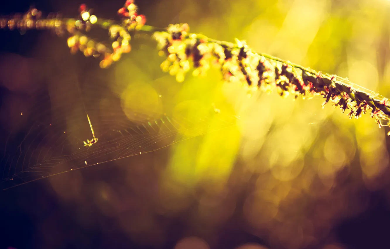 Photo wallpaper macro, photo, background, Wallpaper for desktop, poutine