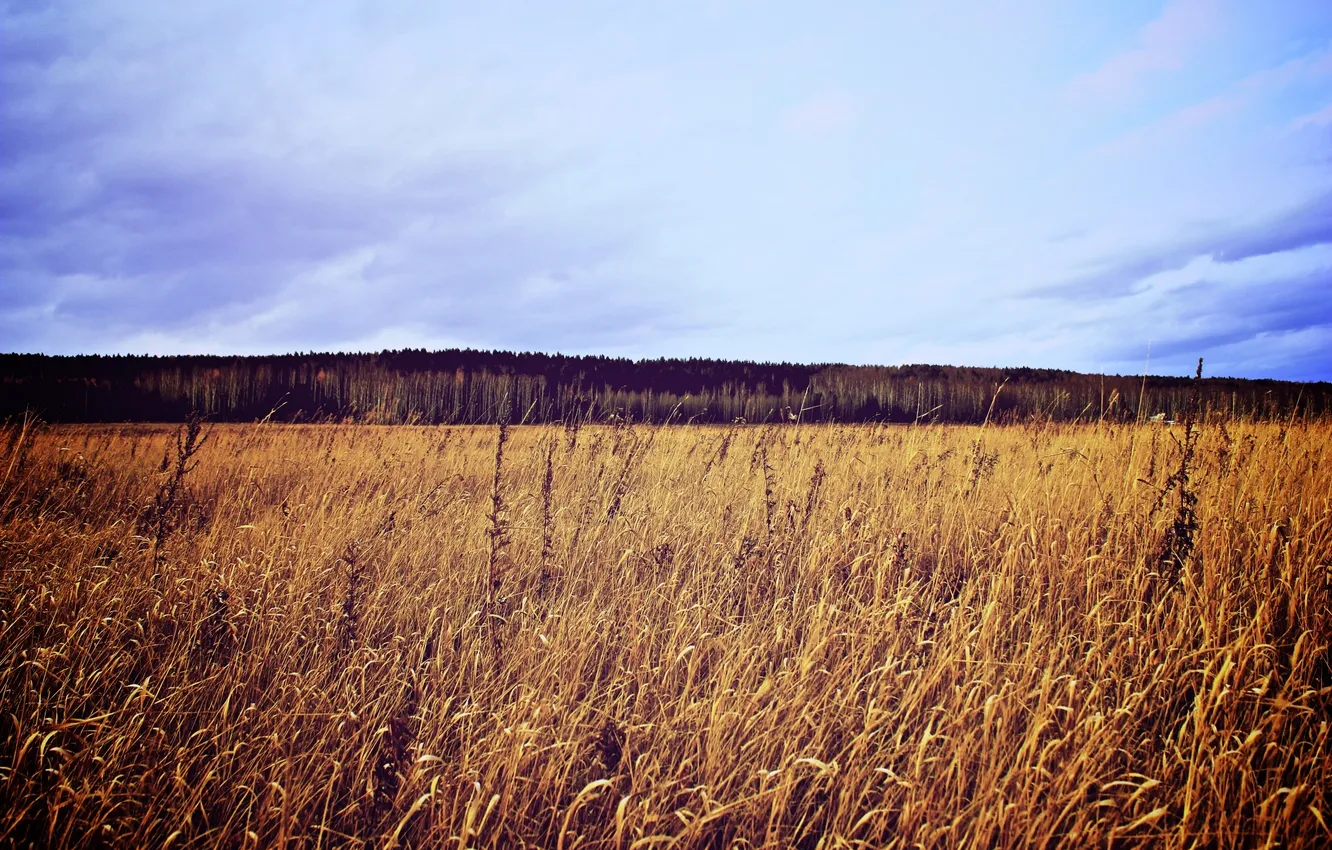 Photo wallpaper field, the sky, nature, Ekaterinburg