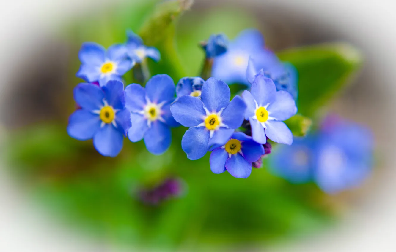 Photo wallpaper flowers, nature, plant, forget-me-nots