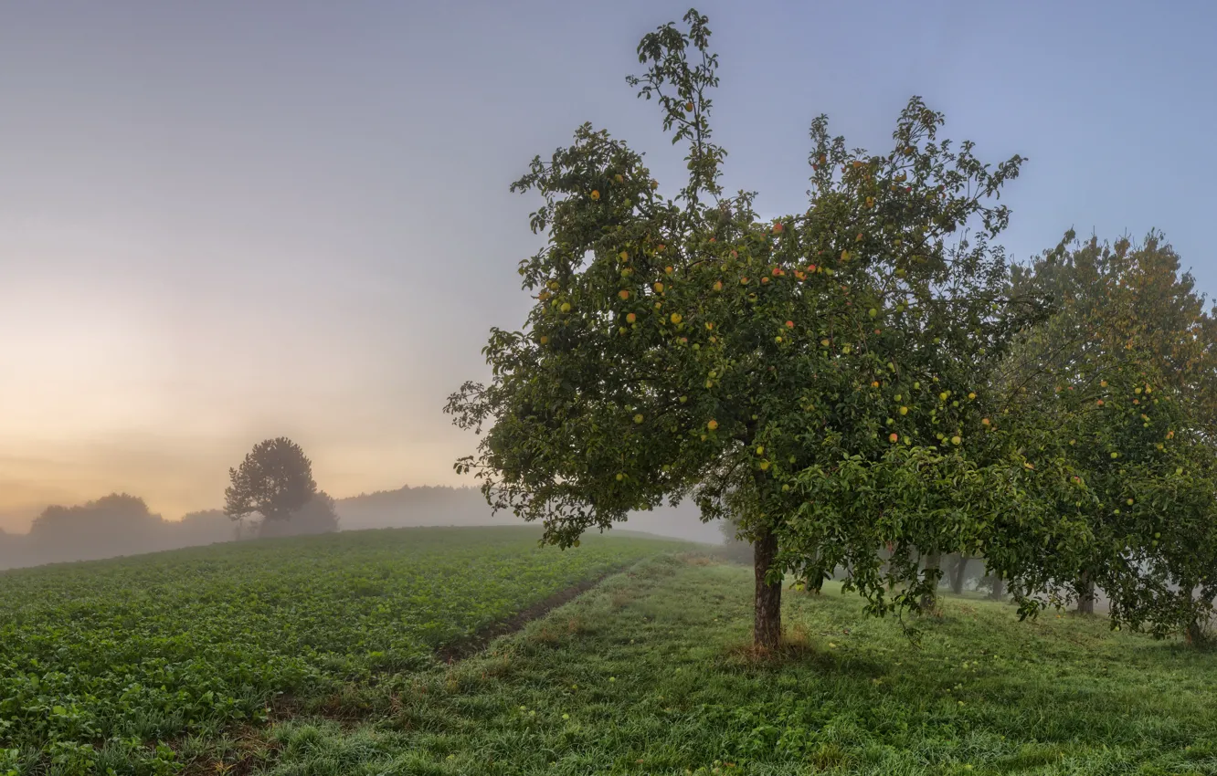 Photo wallpaper fog, apples, garden, Apple