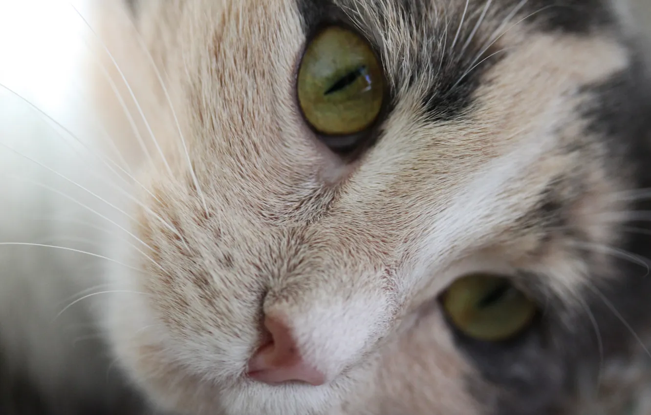 Photo wallpaper cat, portrait, face, fluffy