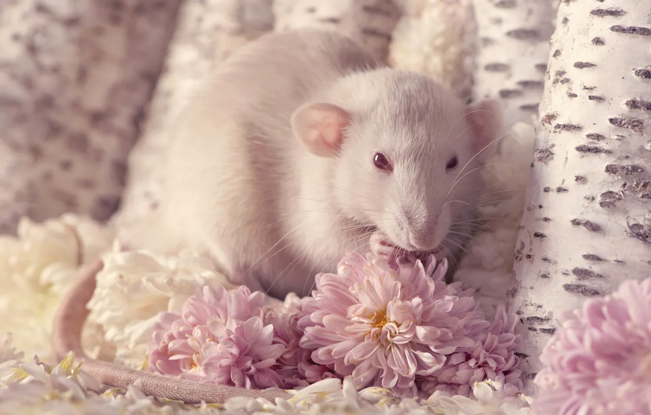 Photo wallpaper pose, mouse, mouse, muzzle, rat