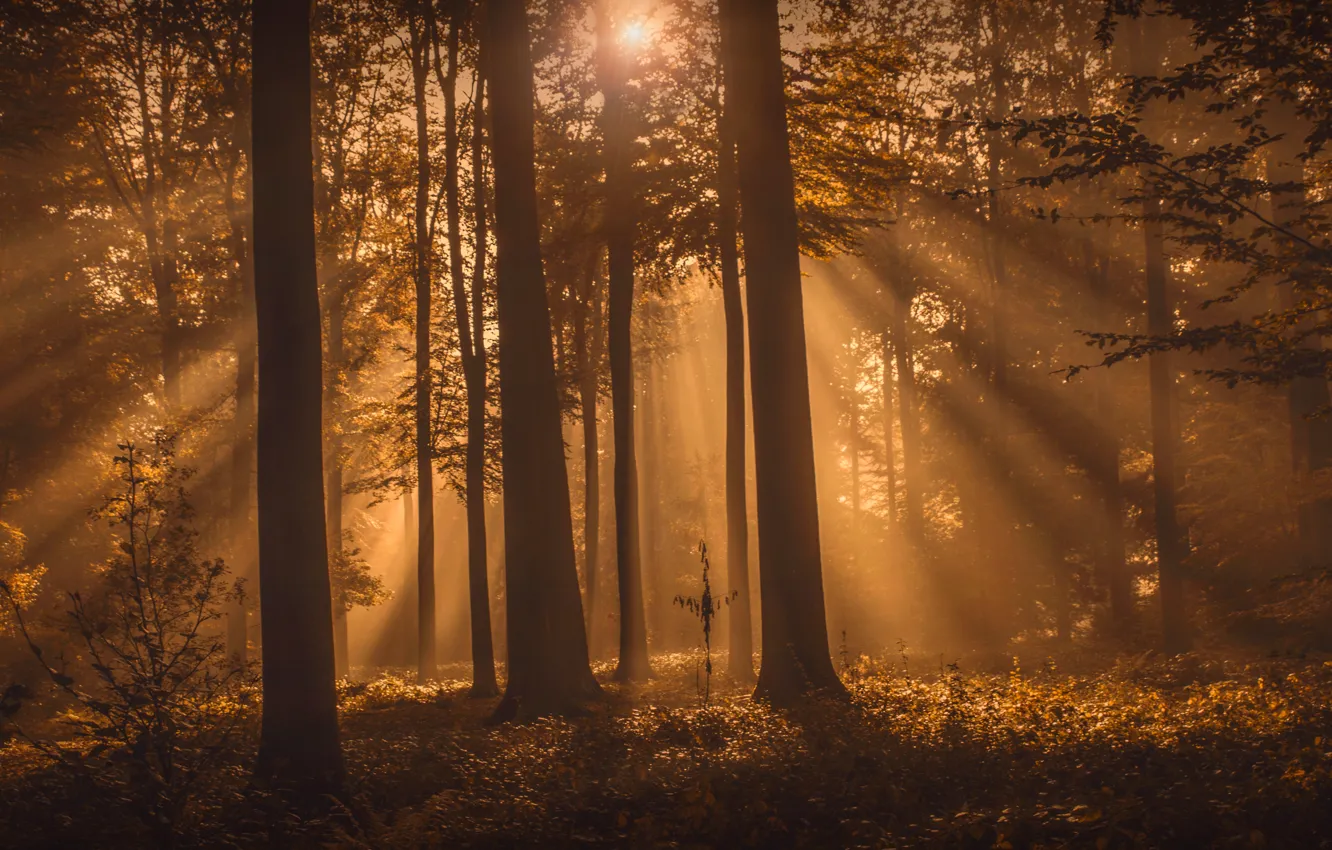 Photo wallpaper forest, trees, rays of light