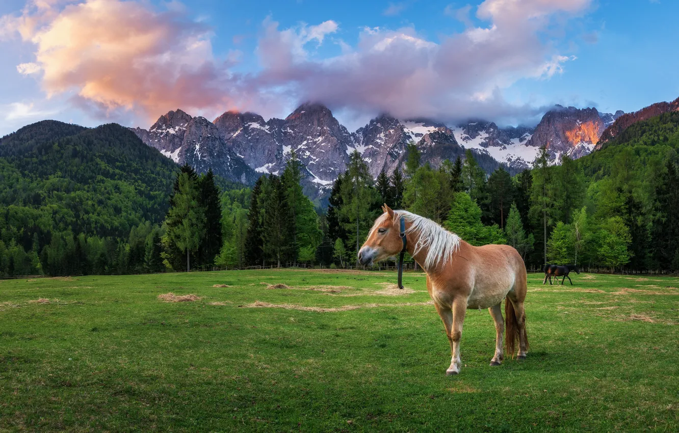 Photo wallpaper field, forest, landscape, mountains, nature, horse, horse, Alps