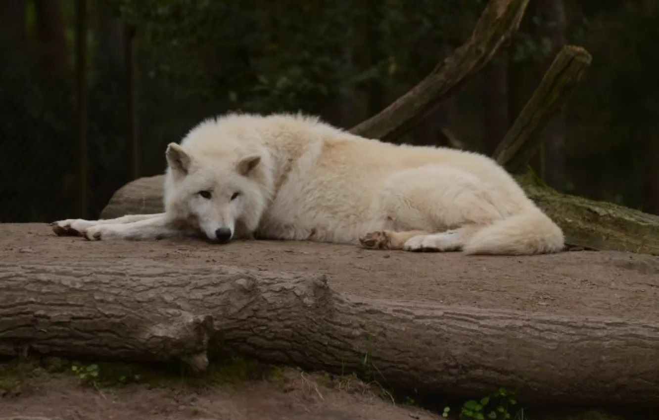 Photo wallpaper Predator, nature, animal, wolf, wildlife, Arctic wolf, portrait, portrait.