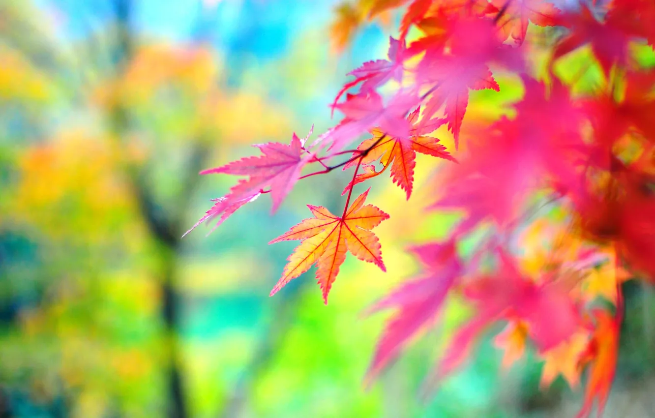 Photo wallpaper autumn, leaves, the colors of autumn