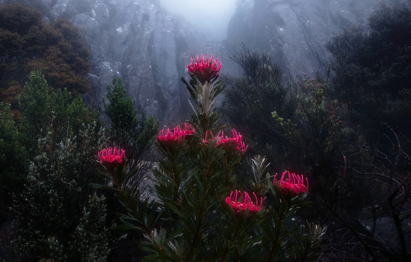 Photo wallpaper flowers, mountains, nature, fog, rocks, vegetation, Australia, Tasmania