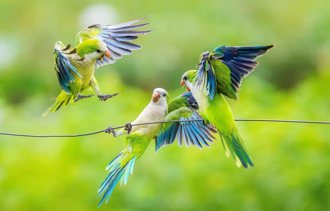 Photo wallpaper pose, green, bird, wire, the game, parrot, Parrot, trio