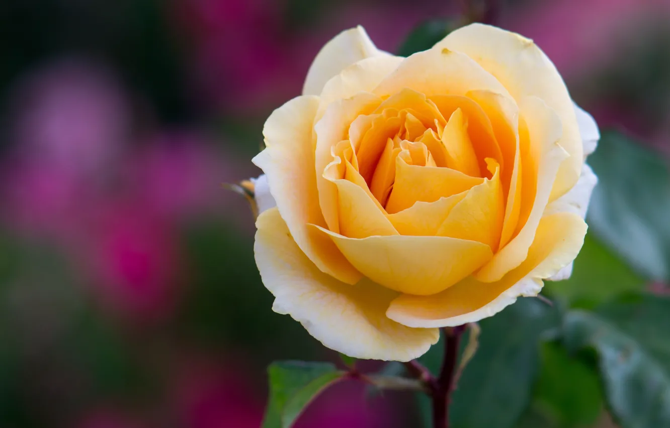 Photo wallpaper rose, Bud, yellow
