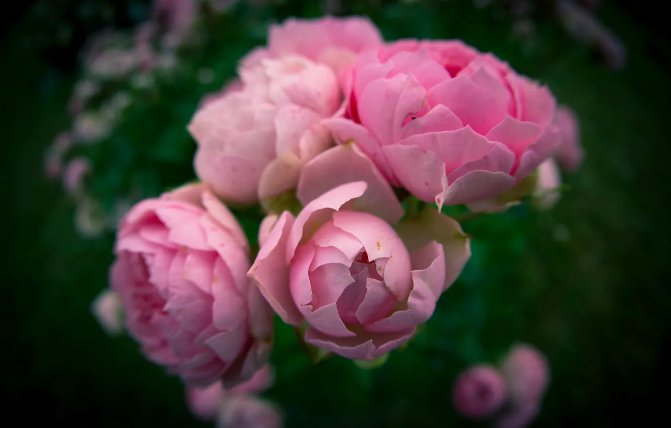 Photo wallpaper roses, blur, pink