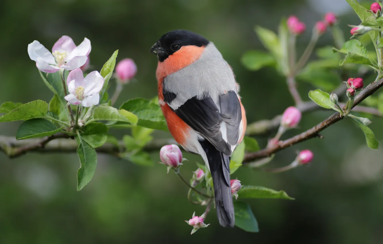 Photo wallpaper flowers, branches, bird, spring, Apple, flowering, bullfinch, bokeh