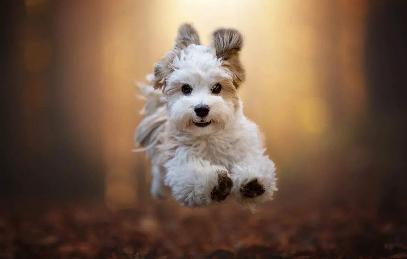 Photo wallpaper autumn, forest, white, look, nature, pose, Park, jump