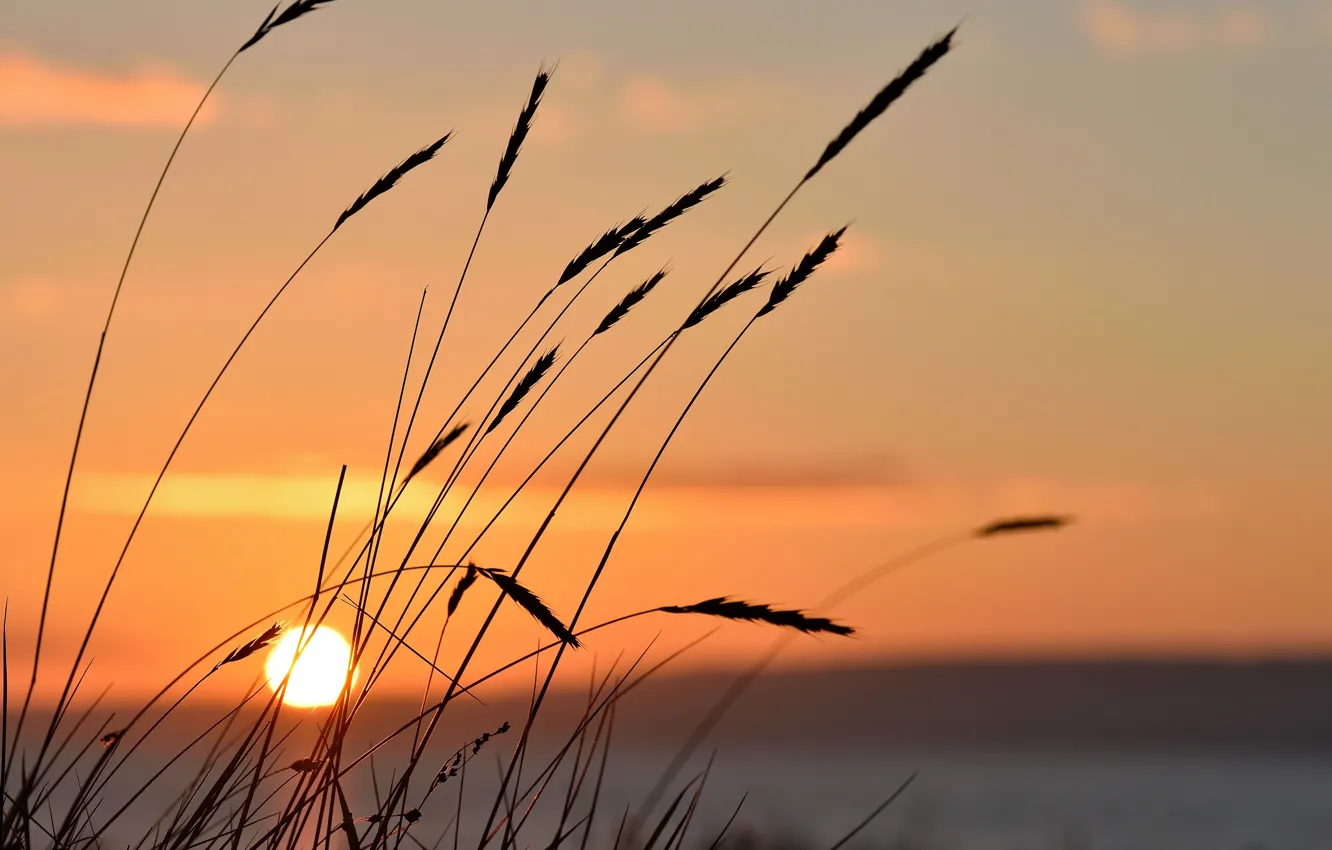 Photo wallpaper sunset, lake, sun, vegetation