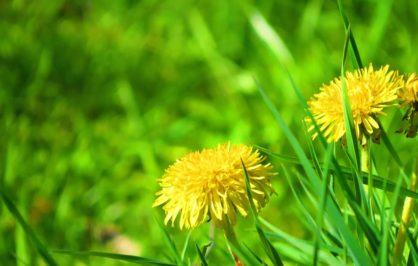 Photo wallpaper grass, yellow, green, dandelion, Eagle, Druzhnaya Gorka