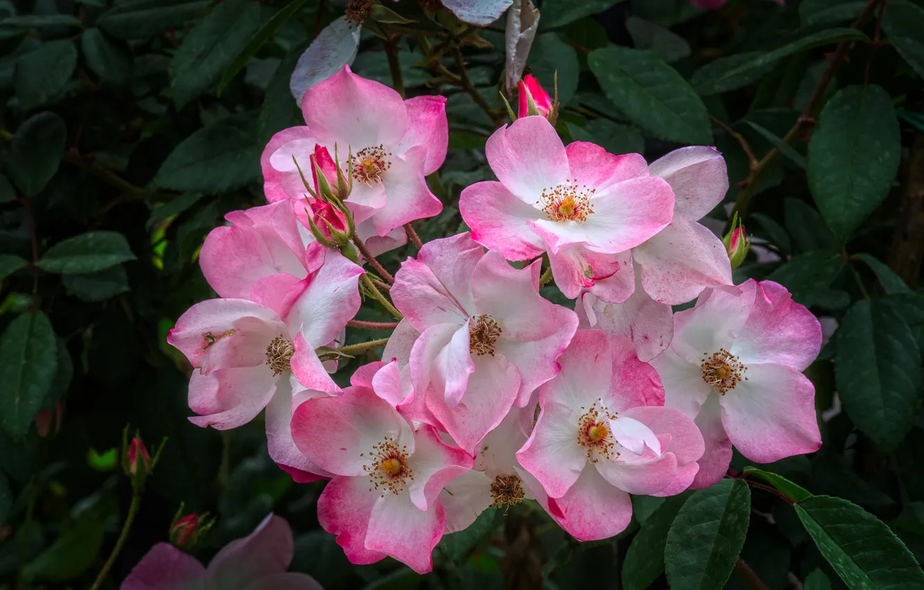 Photo wallpaper leaves, flowers, the dark background, roses, garden, gentle, pink