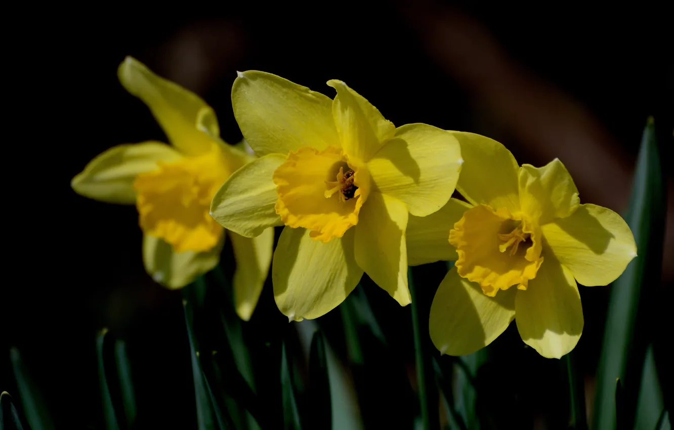 Photo wallpaper flowers, background, spring flowers, daffodils yellow