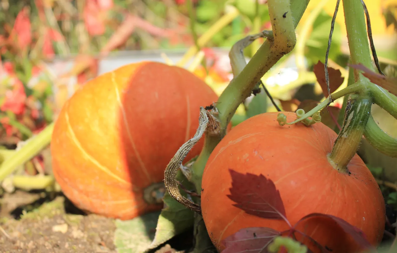 Photo wallpaper shadow, harvest, pumpkin, the beds, Halloween, cottage
