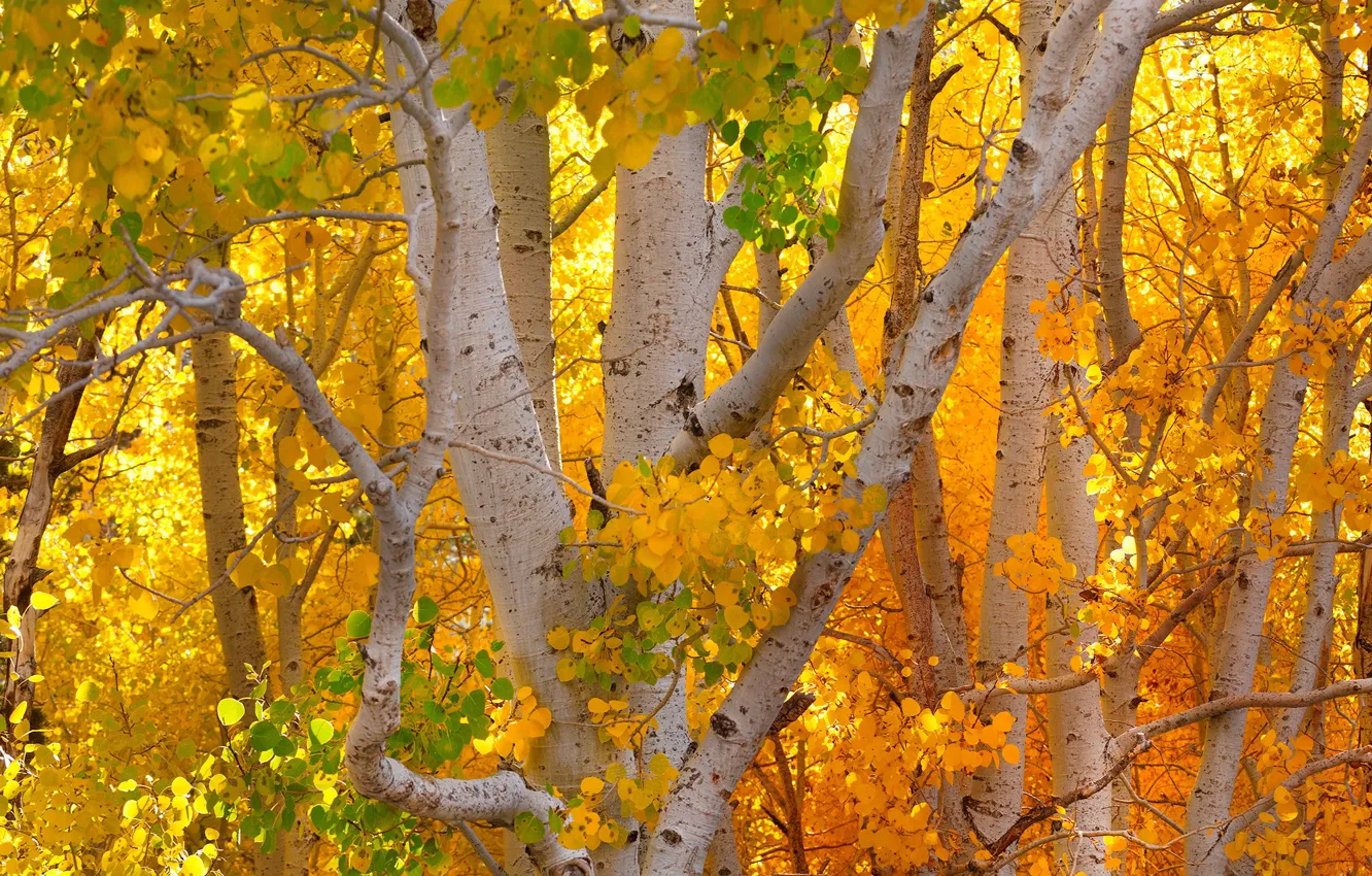 Photo wallpaper Fall, Trees, Autumn Colors