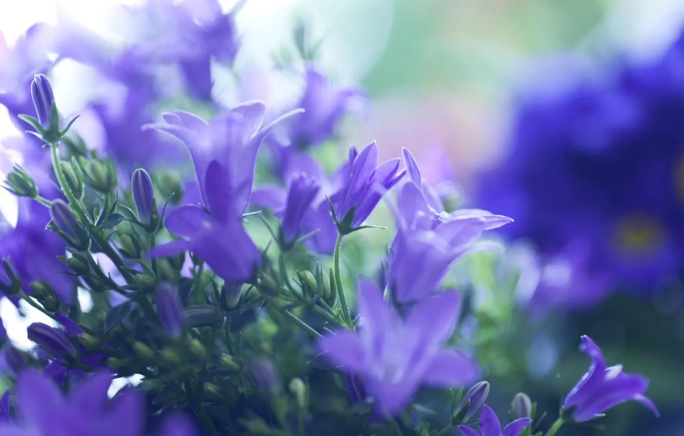 Photo wallpaper macro, flowers, lilac