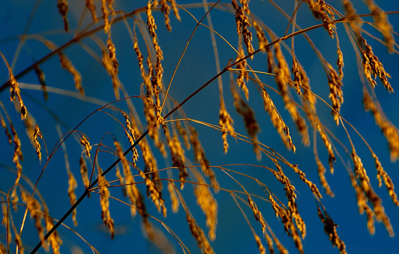 Photo wallpaper autumn, the sky, grass, nature, plant