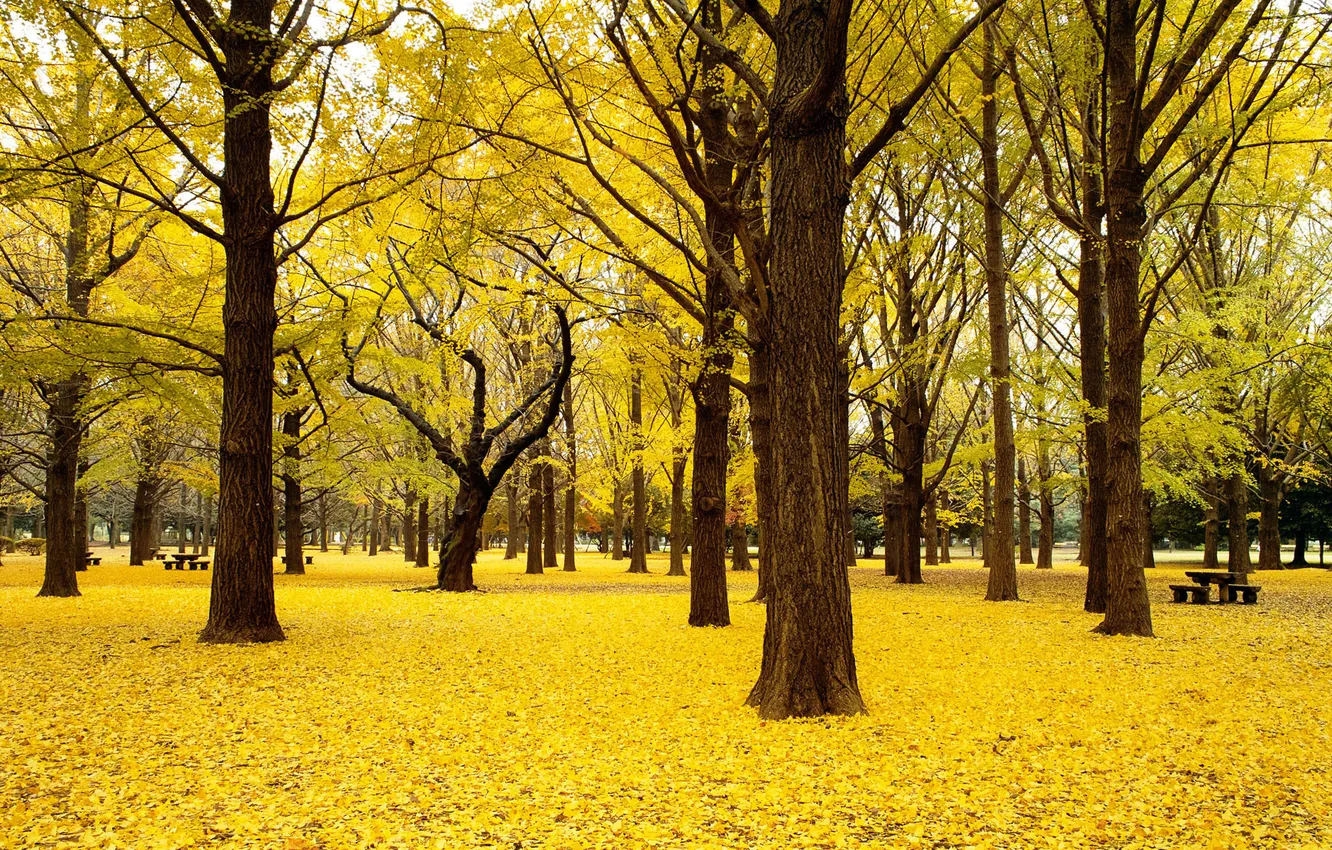 Photo wallpaper autumn, leaves, trees, bench, yellow, Park