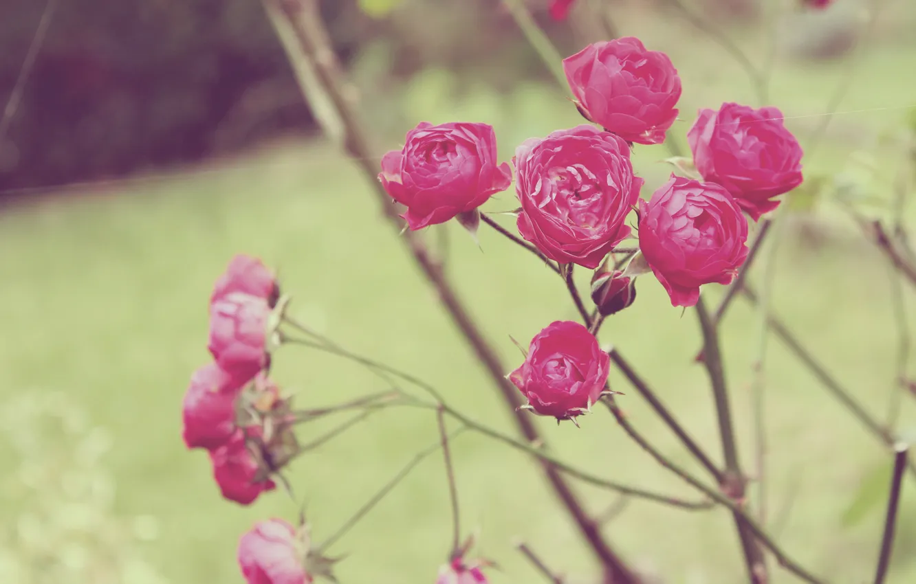 Photo wallpaper flowers, roses, petals, the bushes