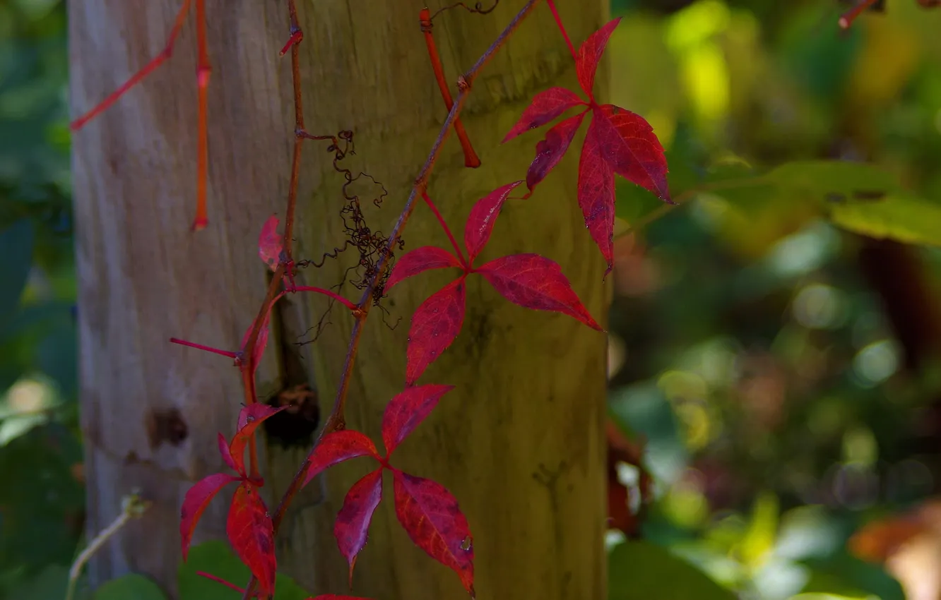Photo wallpaper autumn, leaves, posts, plant, ivy