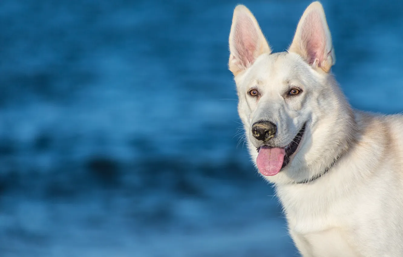 Photo wallpaper language, face, background, dog, ears, The white Swiss shepherd dog