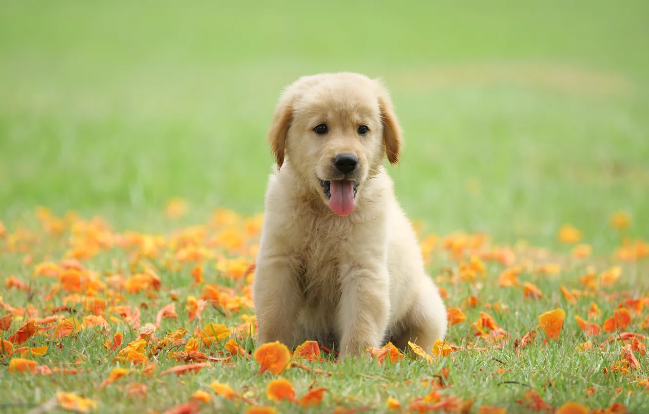 Photo wallpaper grass, flowers, Park, sweetheart, puppy, golden, lawn, puppy