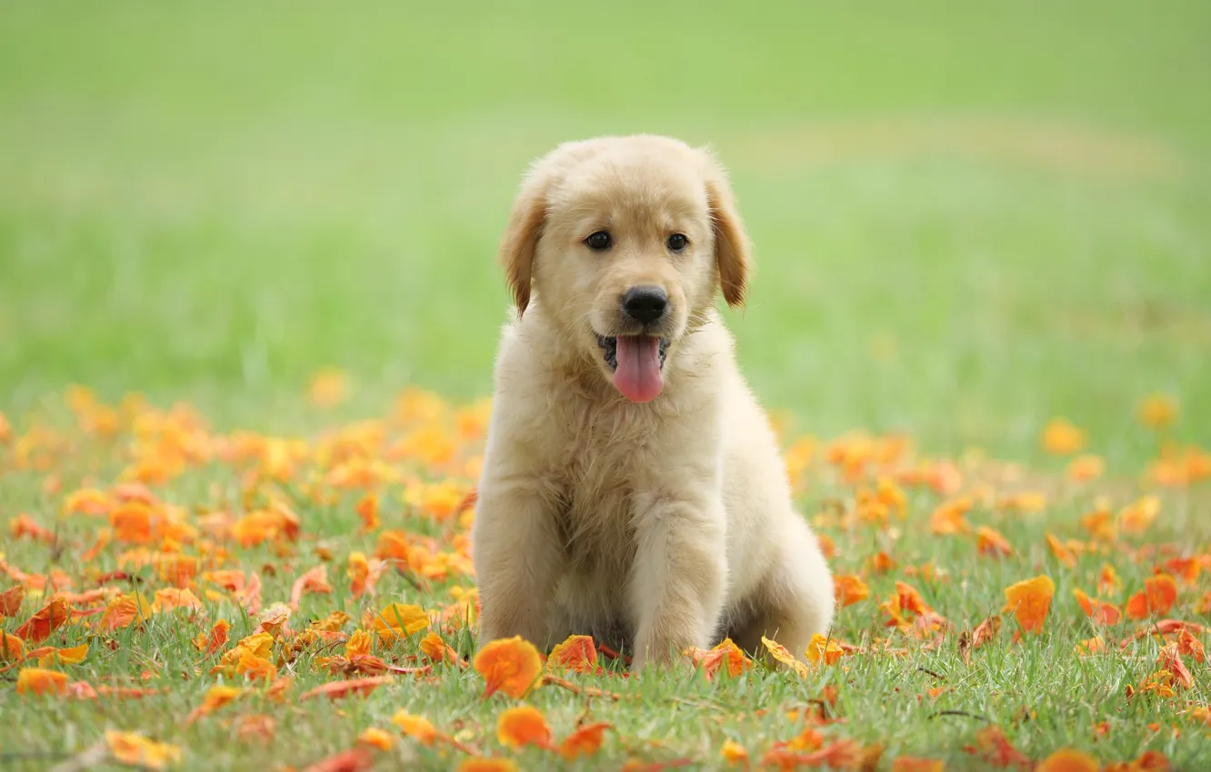 Photo wallpaper grass, flowers, Park, cute, puppy, golden, lawn, puppy