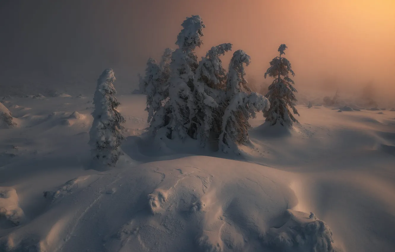 Photo wallpaper winter, forest, light, snow, fog, in the snow, morning, ate
