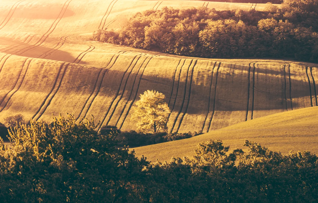 Photo wallpaper field, sunset, plantation