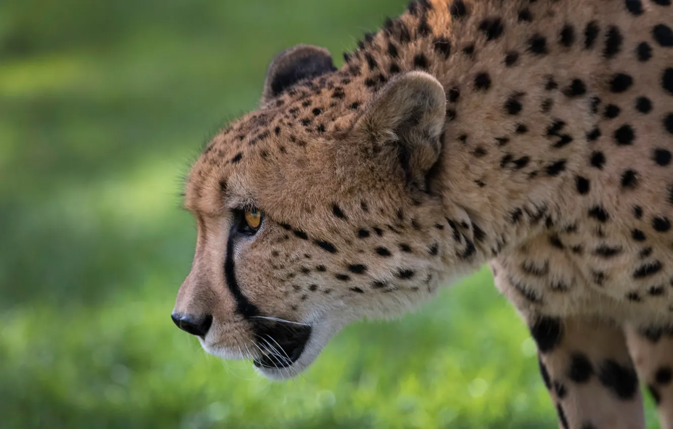Photo wallpaper face, background, portrait, profile, wild cat, bokeh, Cheetah