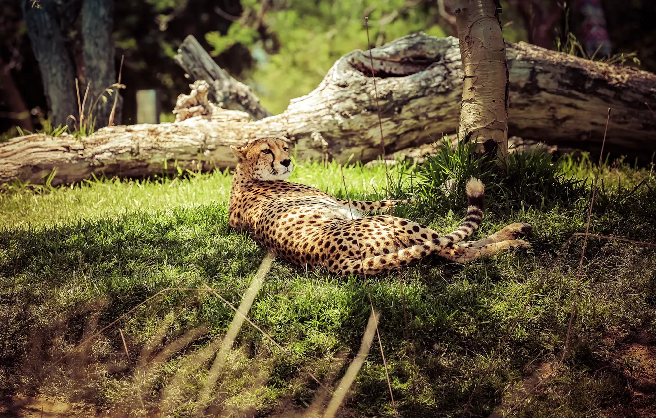 Photo wallpaper grass, light, stay, glade, Cheetah, lies, log