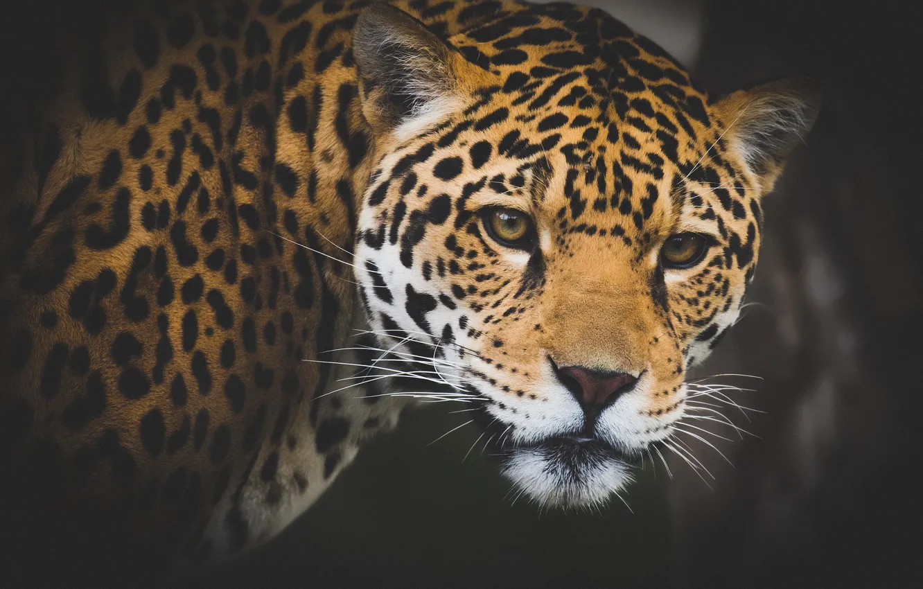 Photo wallpaper look, face, background, Jaguar, wild cat