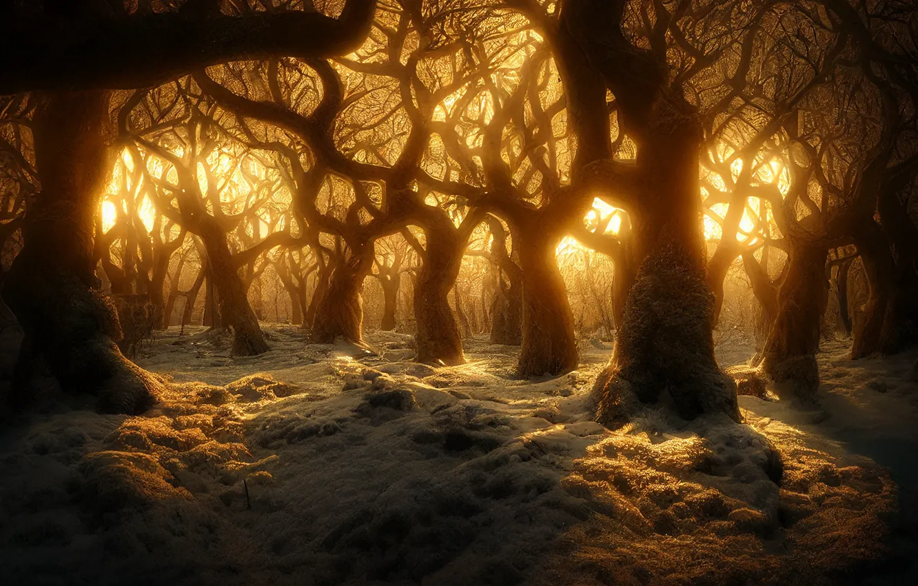 Photo wallpaper winter, forest, the sun, light, snow, trees, sunset, branches