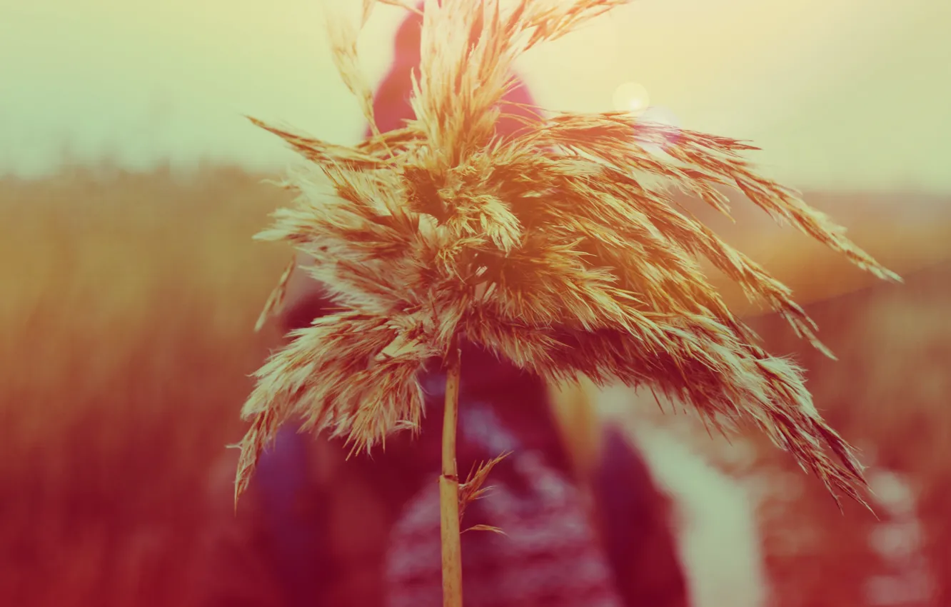 Photo wallpaper girl, macro, cock