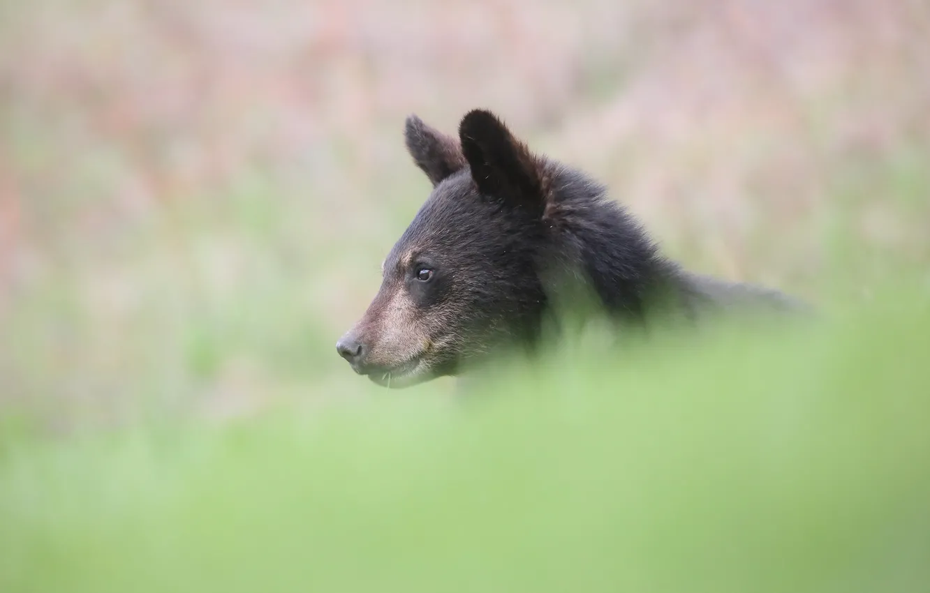 Photo wallpaper face, background, portrait, bear, bear, Baribal