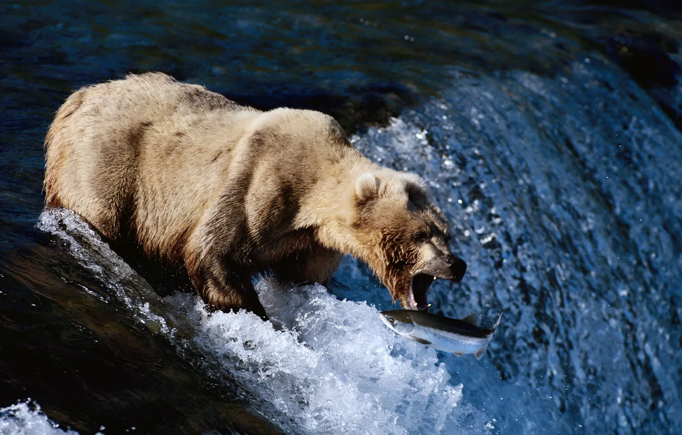 Photo wallpaper river, for, fish, bear, mouth, hunting, FISHING)