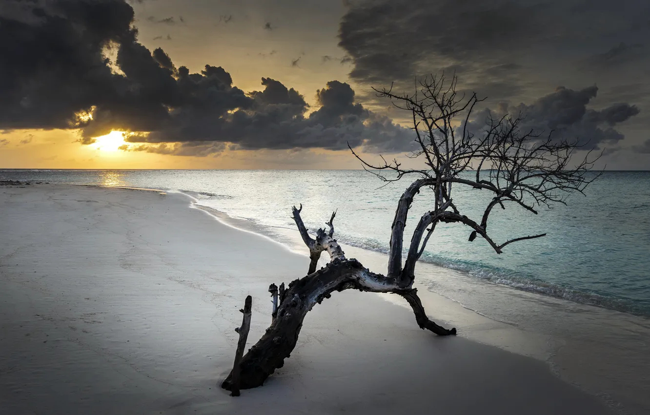 Photo wallpaper sea, sunset, tree, shore